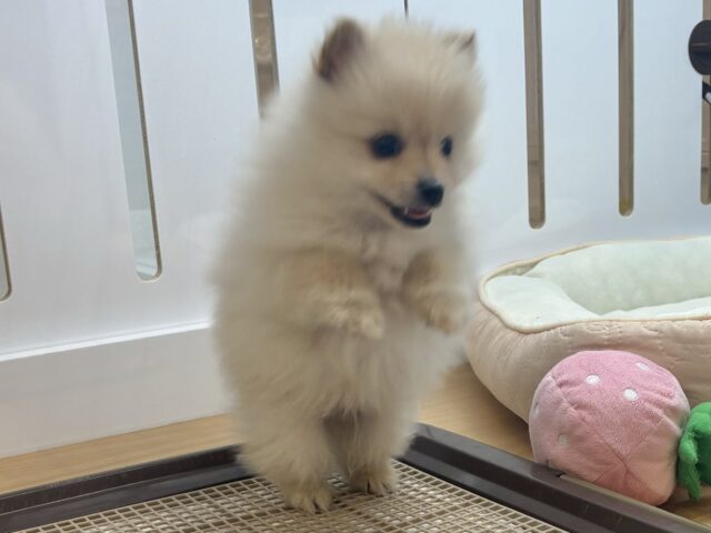 ポメラニアン