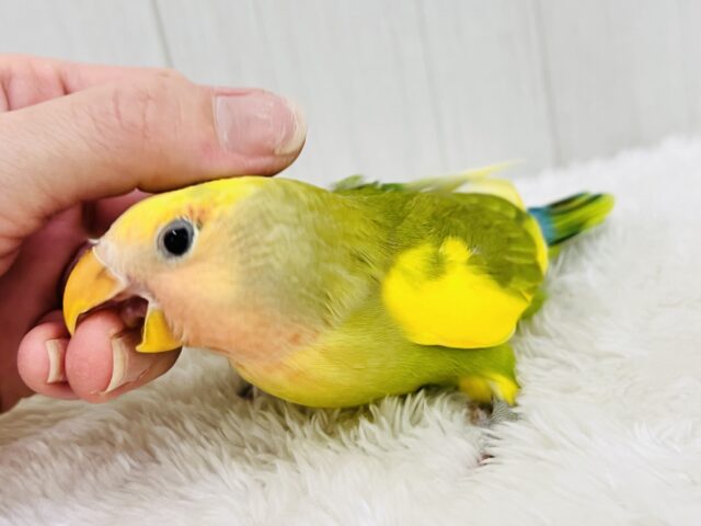 たっぷりイエロー💛個性派!小桜インコのタイガーチェリー🌼 コザクラインコ(小桜インコ)