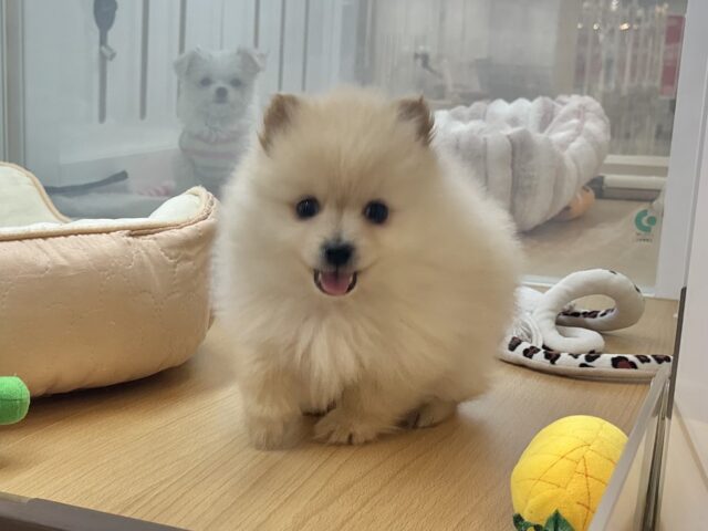 ポメラニアン