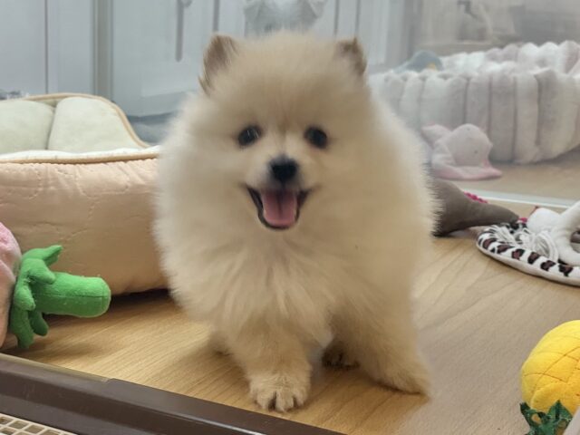 ポメラニアン
