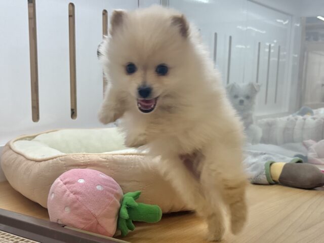 ポメラニアン