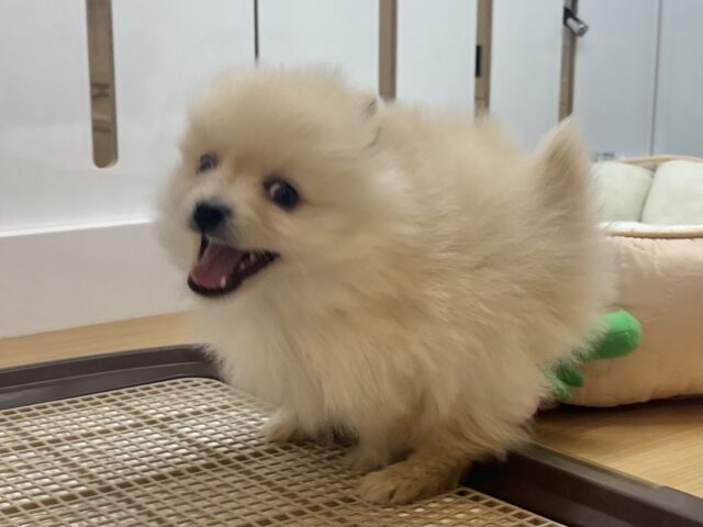 ポメラニアン