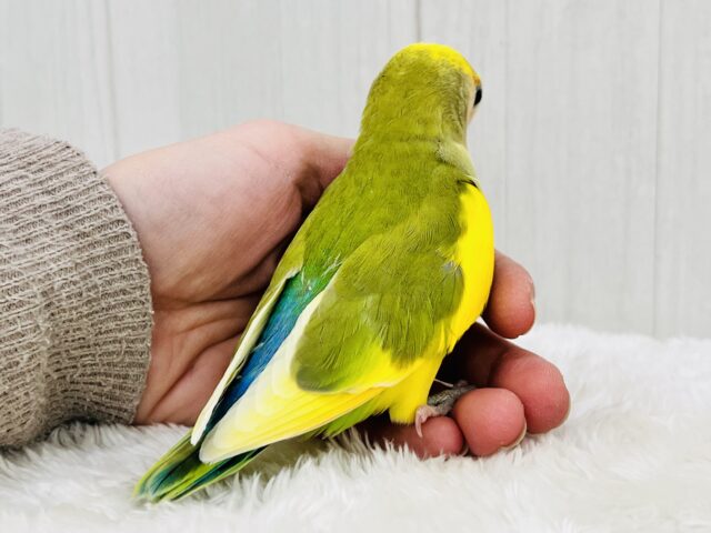 たっぷりイエロー💛個性派!小桜インコのタイガーチェリー🌼 コザクラインコ(小桜インコ)