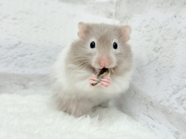【最新画像更新🪄】土浴び大好き♡食いしん坊♡セーブルハムスター(男の子) ゴールデンハムスター