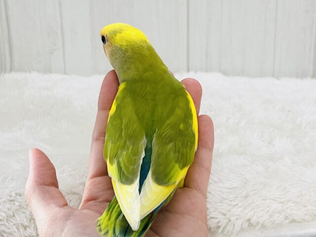 たっぷりイエロー💛個性派!小桜インコのタイガーチェリー🌼 コザクラインコ(小桜インコ)