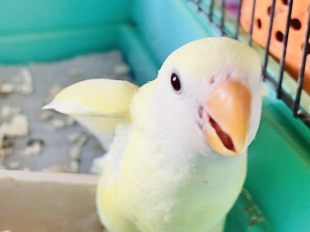 ほんわかイエローがキュートなの💛小桜インコのクリームルチノー コザクラインコ(小桜インコ)