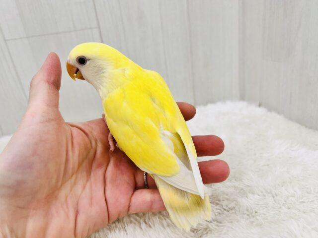 ほんわかイエローがキュートなの💛小桜インコのクリームルチノー コザクラインコ(小桜インコ)