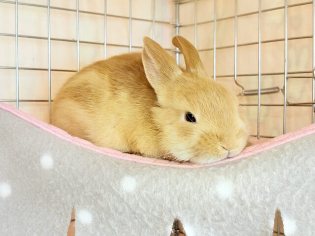 【最新画像・動画更新🪄】僕の可愛さは世界1だよ🐰👑🧡ネザーランドドワーフ(オレンジ) 男の子 ネザーランドドワーフ