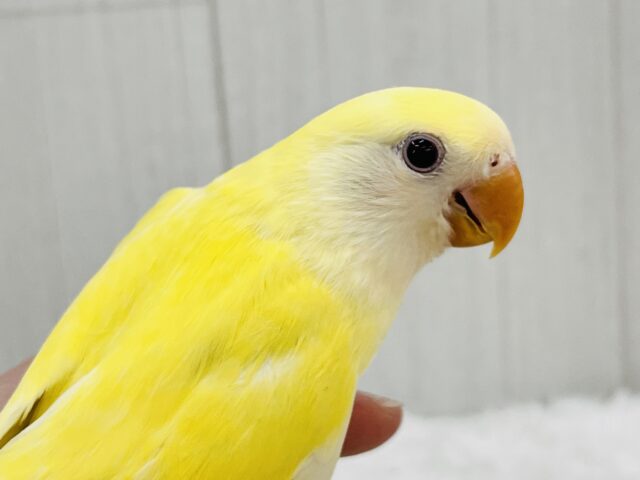ほんわかイエローがキュートなの💛小桜インコのクリームルチノー コザクラインコ(小桜インコ)