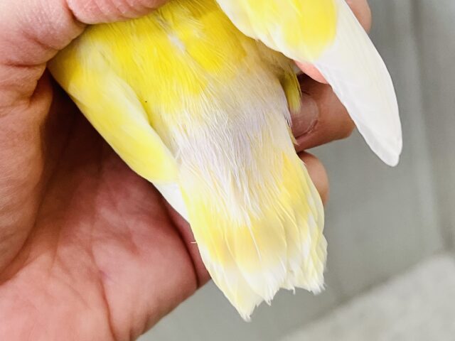 ほんわかイエローがキュートなの💛小桜インコのクリームルチノー コザクラインコ(小桜インコ)