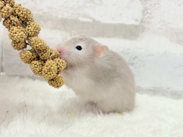 ふんわり淡セーブル🐹🫧セーブルハムスター(女の子) ゴールデンハムスター