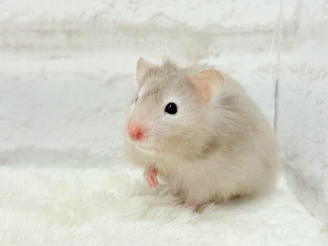ふんわり淡セーブル🐹🫧セーブルハムスター(女の子) ゴールデンハムスター