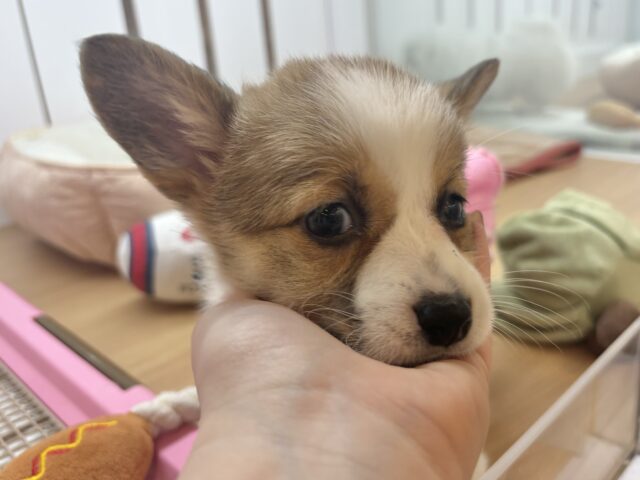 超ホヤホヤ最新画像✨愛の突撃の準備満タンです♡コーギーちゃん! ウェルシュコーギー・ペンブローグ