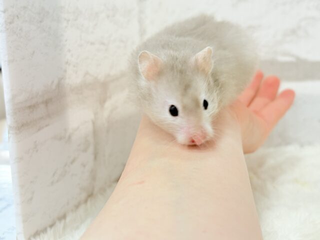 ふんわり淡セーブル🐹🫧セーブルハムスター(女の子) ゴールデンハムスター
