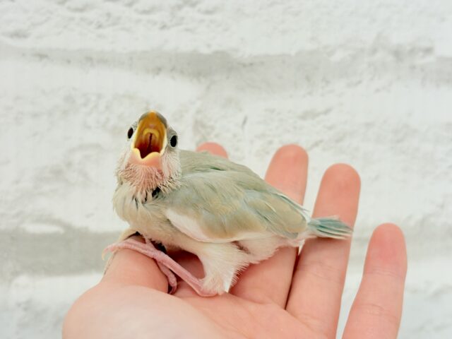 アゲイト文鳥