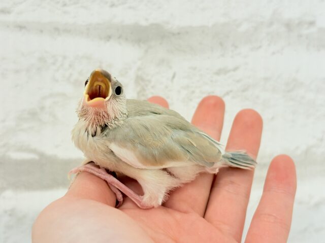 アゲイト文鳥