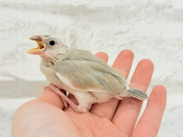【最新画像更新🪄もうすぐひとり餌☆】ふんわり柔らかクリームラッテ🐣☕️アゲイト文鳥 ヒナ アゲイト文鳥