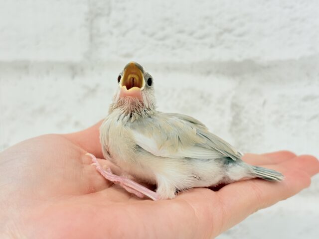 【最新画像更新🪄もうすぐひとり餌☆】ふんわり柔らかクリームラッテ🐣☕️アゲイト文鳥 ヒナ アゲイト文鳥