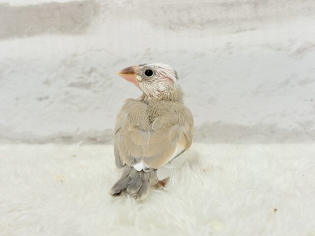 アゲイト文鳥
