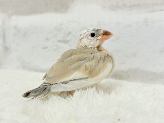 アゲイト文鳥