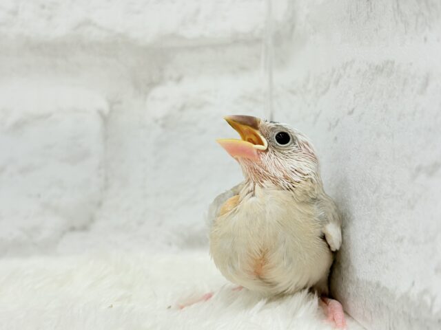 【最新画像更新🪄もうすぐひとり餌☆】ふんわり柔らかクリームラッテ🐣☕️アゲイト文鳥 ヒナ アゲイト文鳥