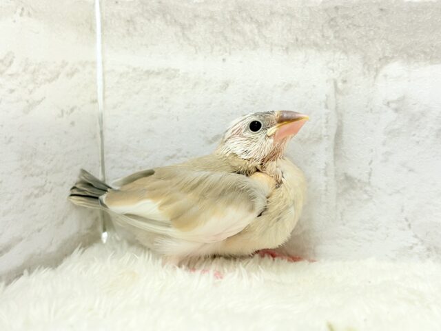 【最新画像更新🪄もうすぐひとり餌☆】ふんわり柔らかクリームラッテ🐣☕️アゲイト文鳥 ヒナ アゲイト文鳥