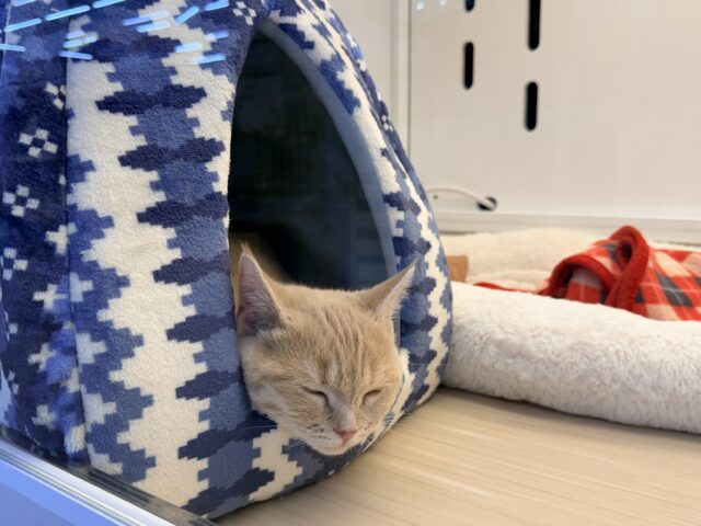 メロメロ注意❣️やんちゃなベタ慣れ君💗短足🐾マンチカンの男のコきました💫 マンチカン
