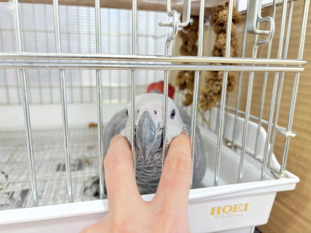 ヨウム