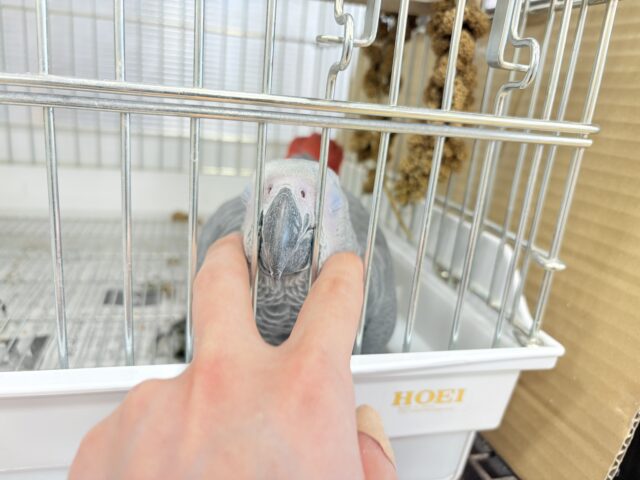 【最新画像更新🪄もうすぐひとり餌☆】極上の甘さに要注意🦜💖ヨウム(男の子) ヨウム