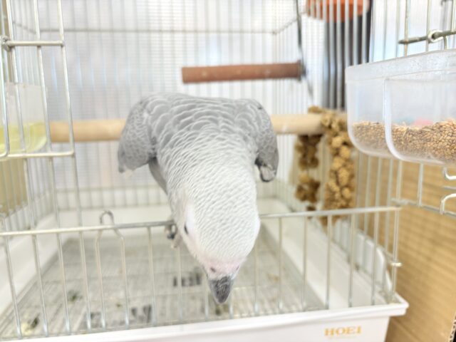 ヨウム