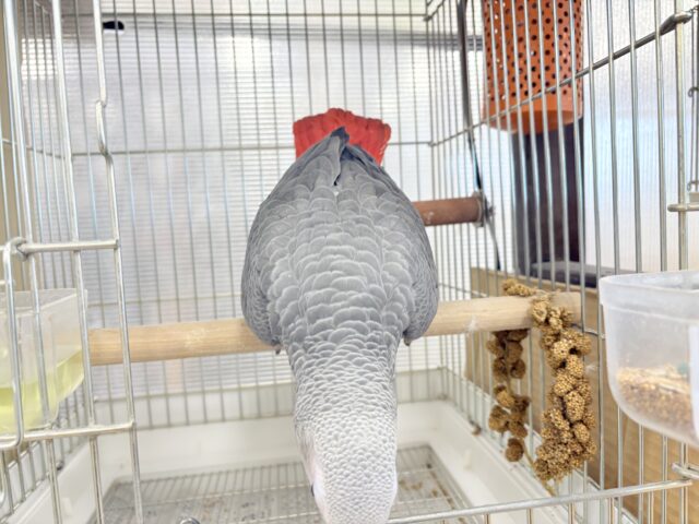 ヨウム