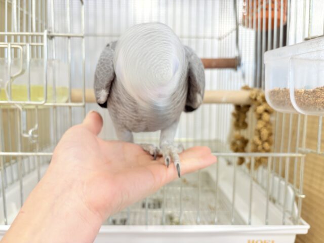 ヨウム