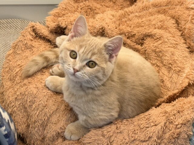 メロメロ注意❣️やんちゃなベタ慣れ君💗短足🐾マンチカンの男のコきました💫 マンチカン