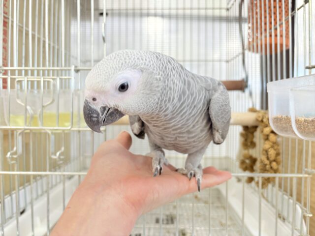 【最新画像更新🪄もうすぐひとり餌☆】極上の甘さに要注意🦜💖ヨウム(男の子) ヨウム