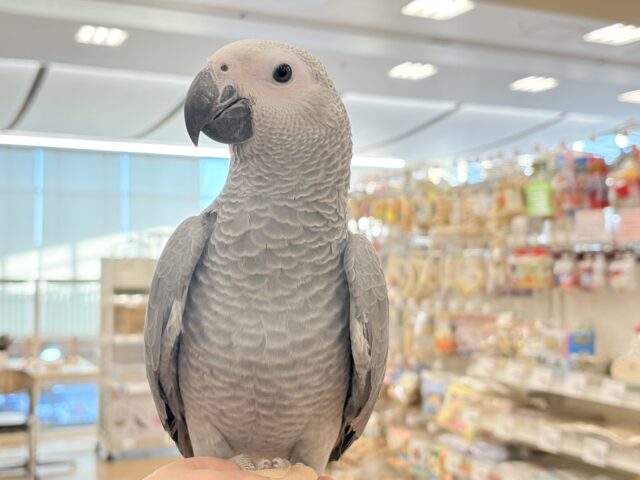 【最新画像更新🪄もうすぐひとり餌☆】極上の甘さに要注意🦜💖ヨウム(男の子) ヨウム