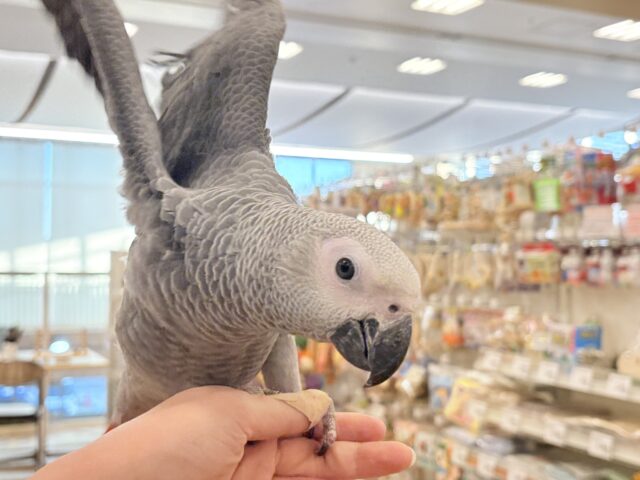 ヨウム