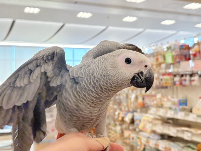 ヨウム