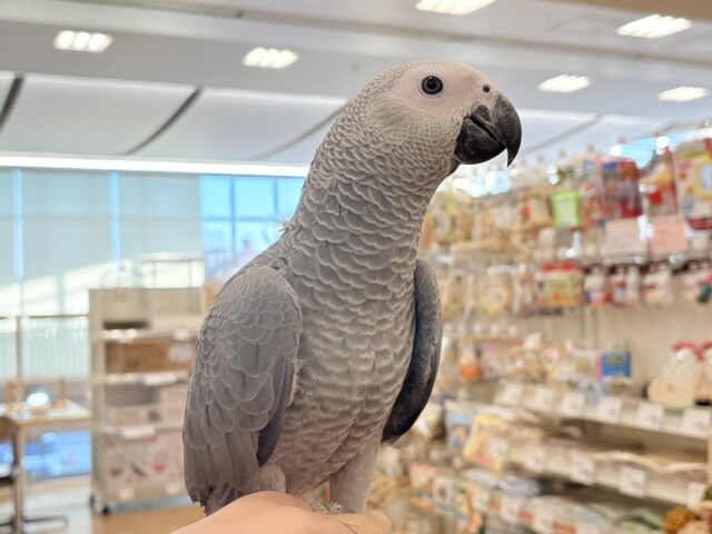 【最新画像更新🪄もうすぐひとり餌☆】極上の甘さに要注意🦜💖ヨウム(男の子) ヨウム