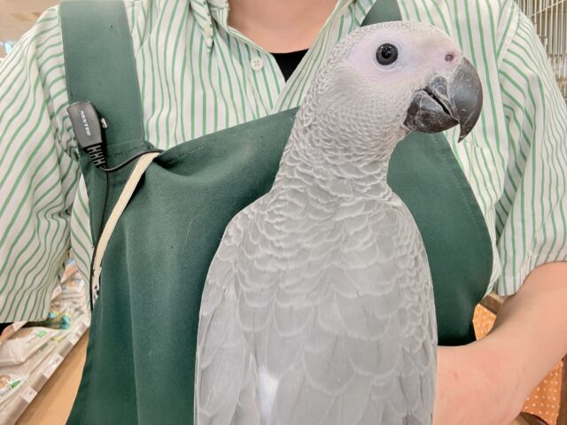 【最新画像更新🪄もうすぐひとり餌☆】極上の甘さに要注意🦜💖ヨウム(男の子) ヨウム