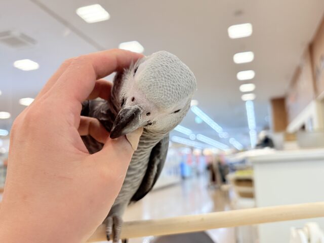 【最新画像更新🪄もうすぐひとり餌☆】極上の甘さに要注意🦜💖ヨウム(男の子) ヨウム