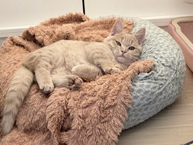 メロメロ注意❣️やんちゃなベタ慣れ君💗短足🐾マンチカンの男のコきました💫 マンチカン