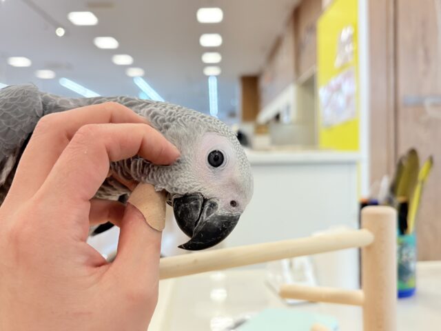 ヨウム