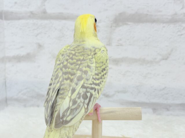 【最新画像・動画更新🪄】背中の模様が宝石みたい💎.*オカメインコ(シナモンパールパイド) ヒナ オカメインコ
