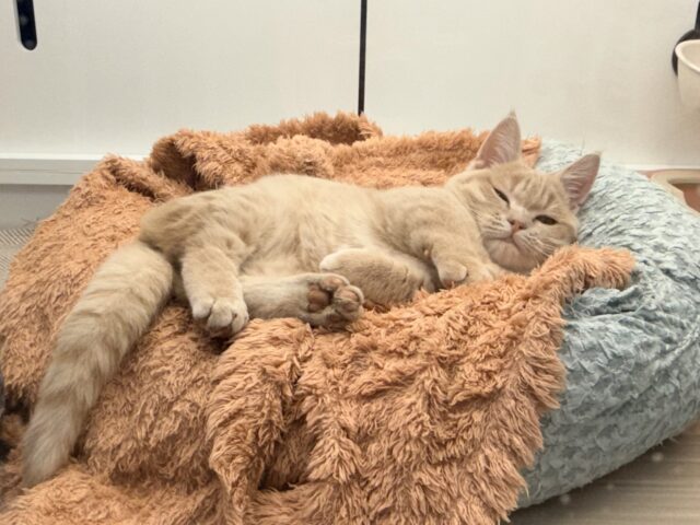 メロメロ注意❣️やんちゃなベタ慣れ君💗短足🐾マンチカンの男のコきました💫 マンチカン