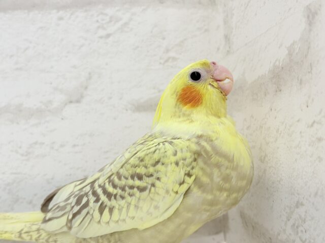 【最新画像・動画更新🪄】背中の模様が宝石みたい💎.*オカメインコ(シナモンパールパイド) ヒナ オカメインコ