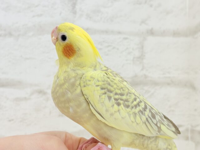 【最新画像・動画更新🪄】背中の模様が宝石みたい💎.*オカメインコ(シナモンパールパイド) ヒナ オカメインコ