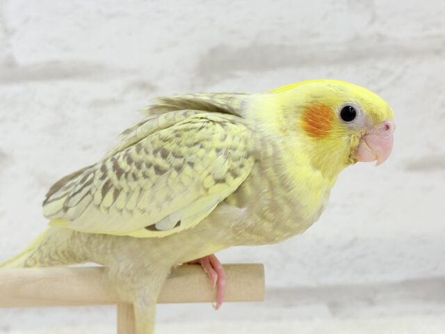 【最新画像・動画更新🪄】背中の模様が宝石みたい💎.*オカメインコ(シナモンパールパイド) ヒナ オカメインコ