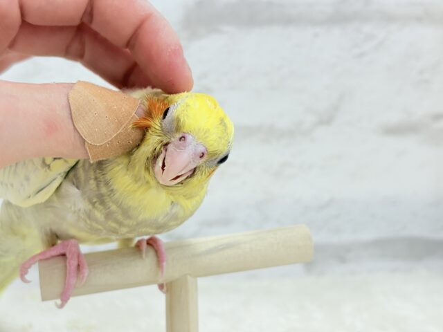 オカメインコ