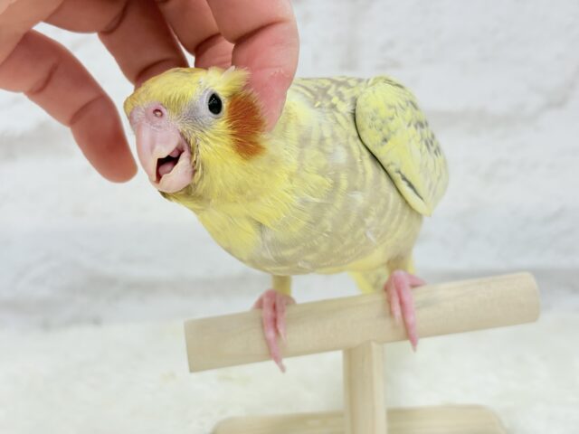 【最新画像・動画更新🪄】背中の模様が宝石みたい💎.*オカメインコ(シナモンパールパイド) ヒナ オカメインコ