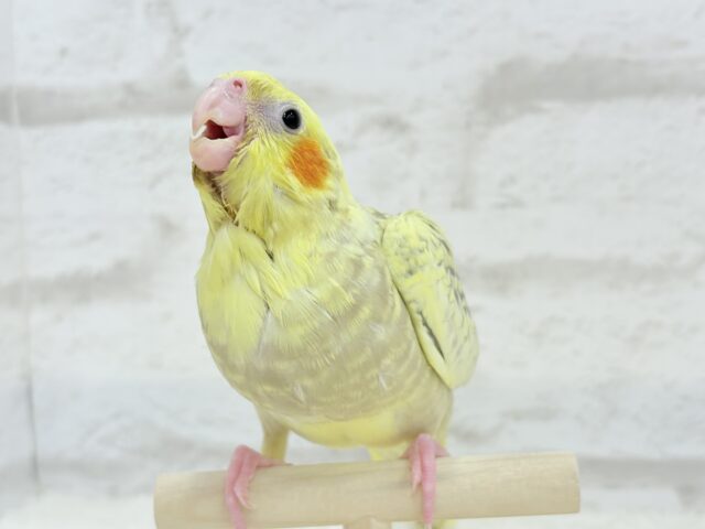 【最新画像・動画更新🪄】背中の模様が宝石みたい💎.*オカメインコ(シナモンパールパイド) ヒナ オカメインコ